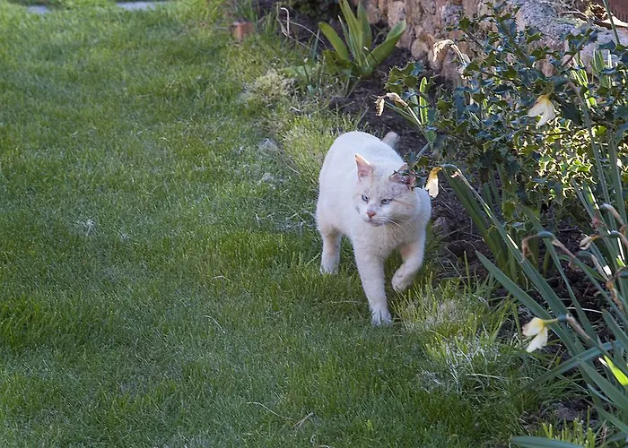 Отель Cornatel Medulas Борренес